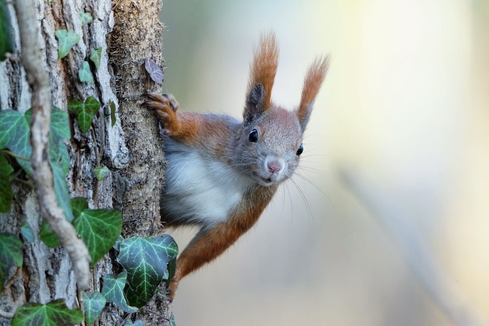 A curious squirrel peeks around a tree trunk